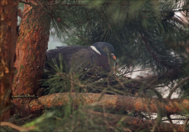 pigeon on the nest