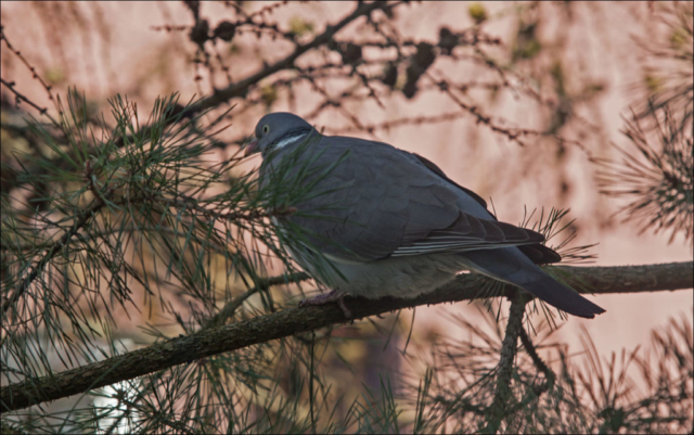 a male flew in for a change