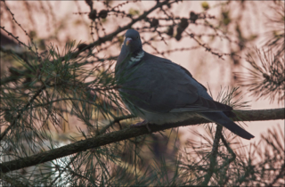 a male flew in for a change