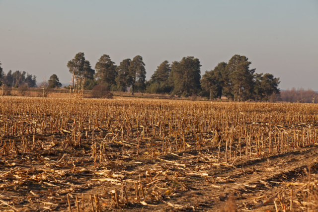 corn field