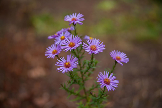 autumn flowers