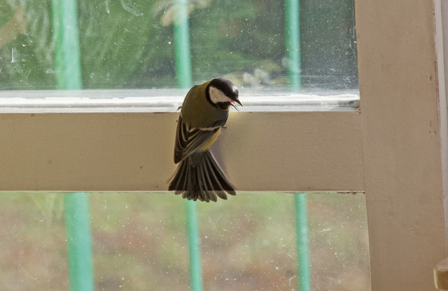 great tit