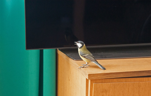 great tit and tv