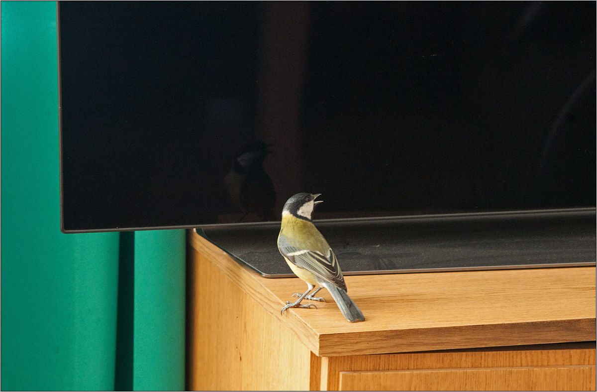 great tit and TV
