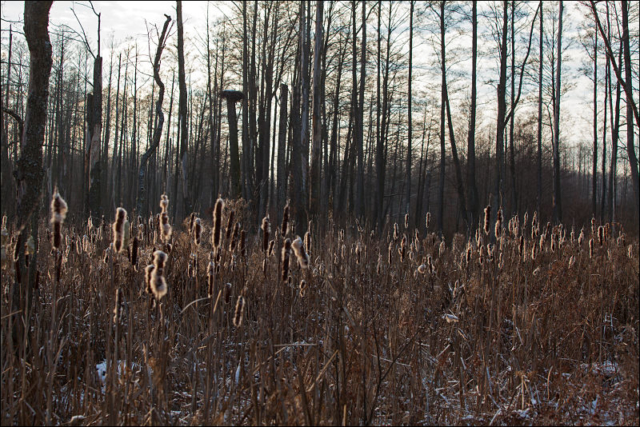rushes and alders