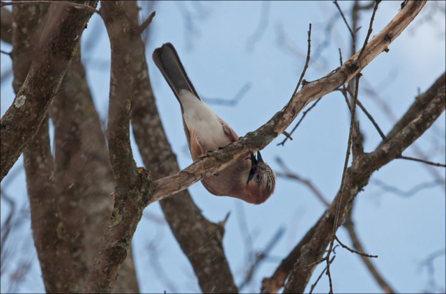 Eurasian Jay