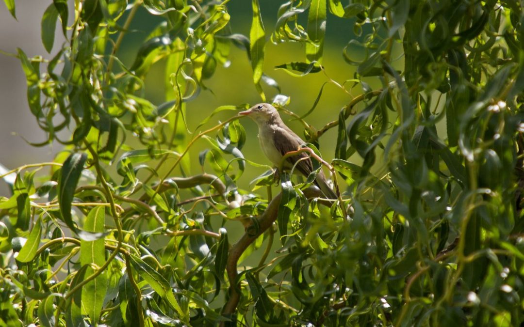 Leaf warblers, but which one ?