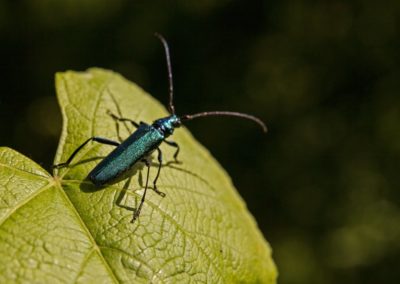 musk beetle (Aromia moschata)