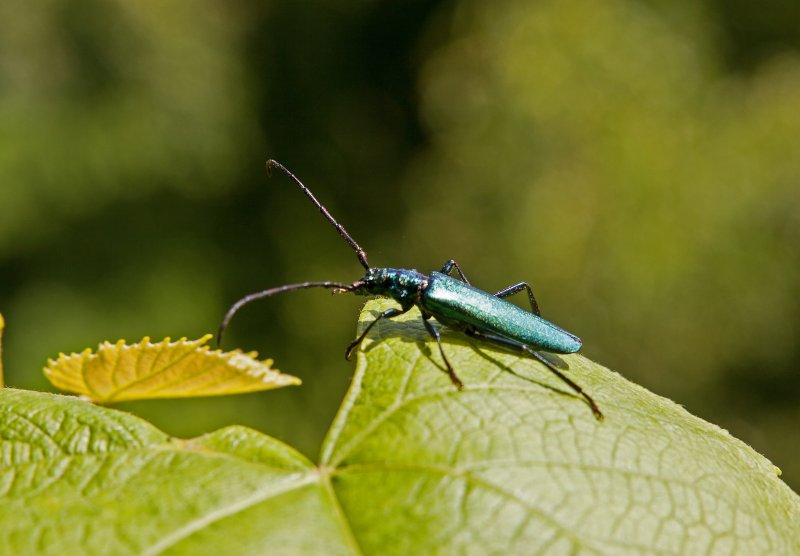 A beautiful specimen of the musk beetle