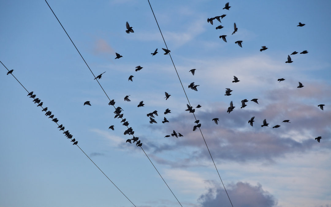 starlings in flight