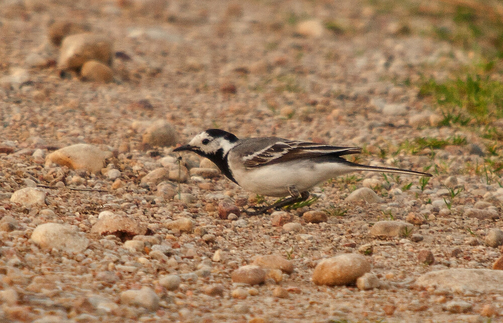 photo session – white wagtail