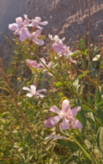 common soapwort (Saponaria officinalis)