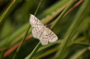 Scopula ternata, the smoky wave,