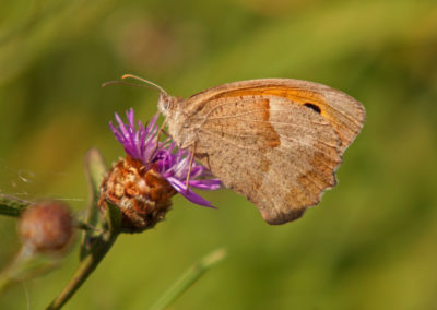 meadow brown (Maniola jurtina)
