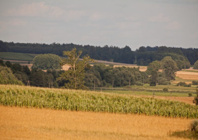 fields before harvest