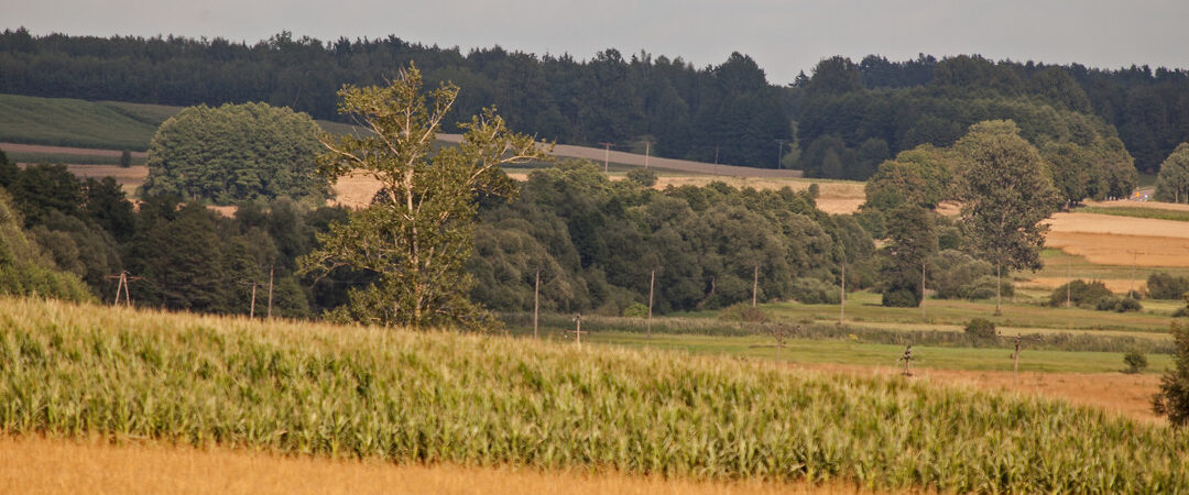 summer landscape