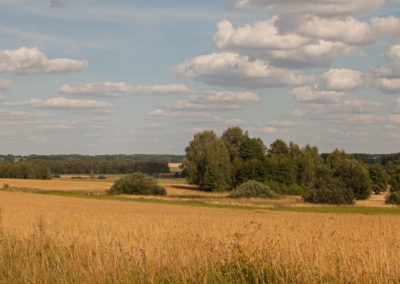 fields before harvest