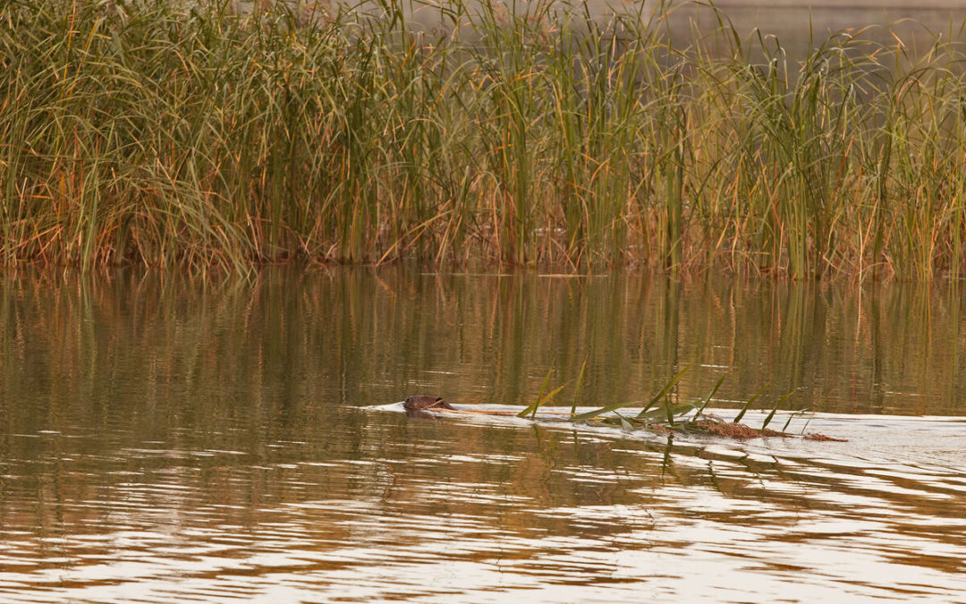 beaver with a reed