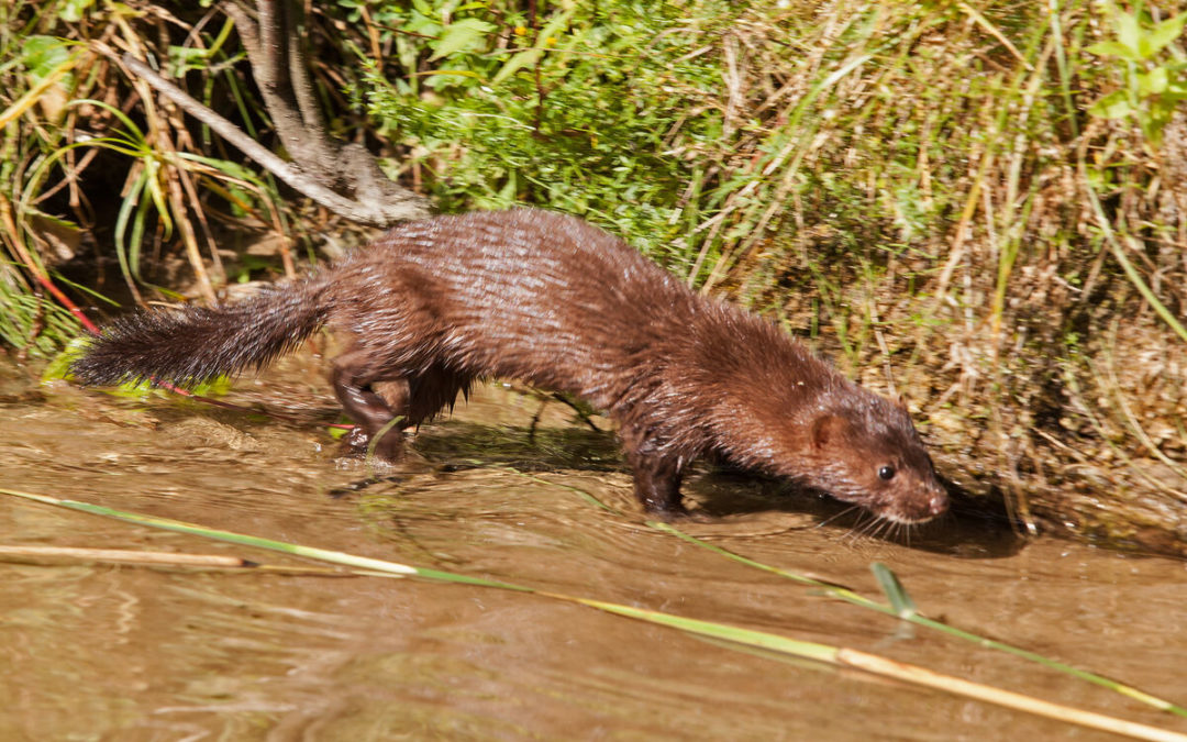 Adventure with the American mink.