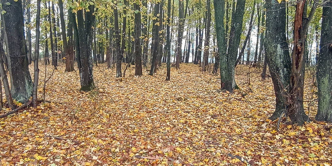 Autumn in October.