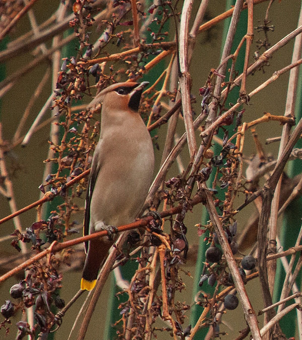 The waxwings have arrived!