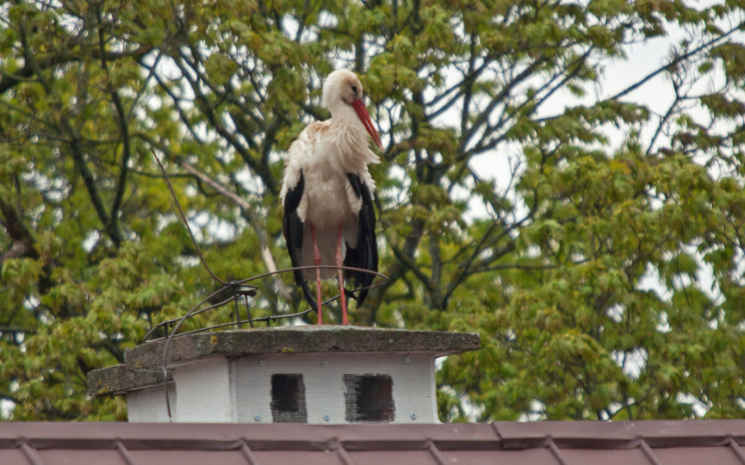 white stork on the roof