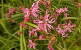 ragged-robin (Silene flos-cuculi)