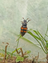 Nicrophorus vespilloides