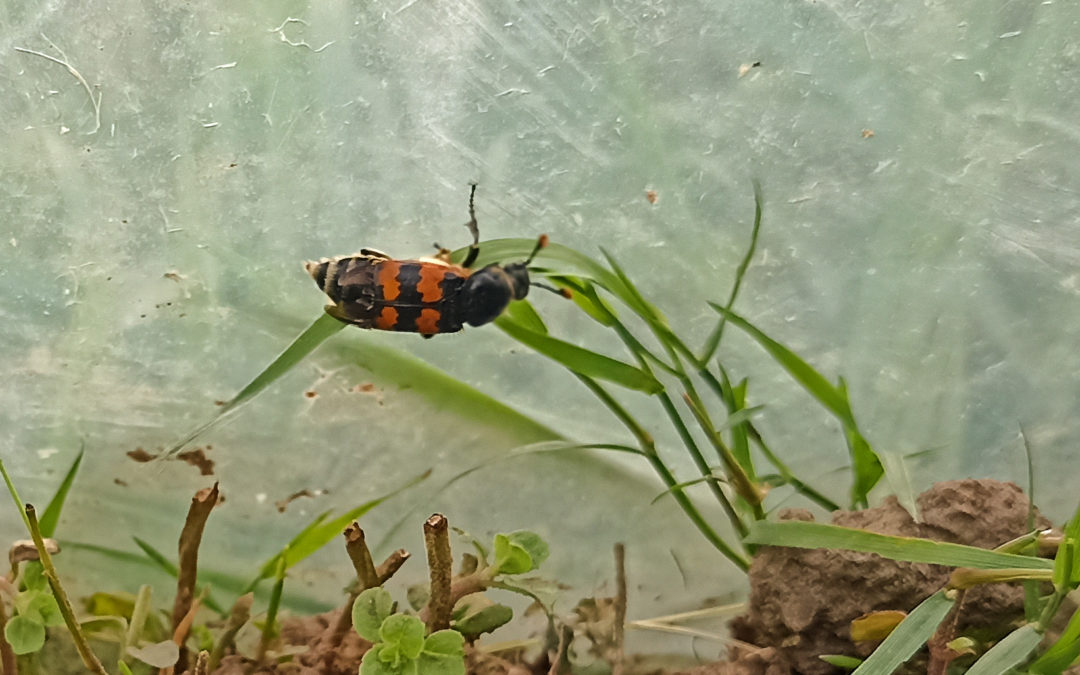 burying beetle (Nicrophorus vespilloides)