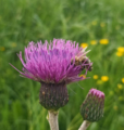 brown knapweed (Centaurea jacea)