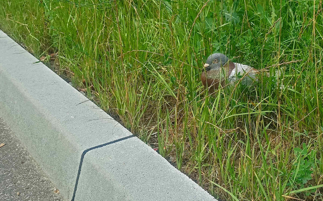 pigeon at the curb