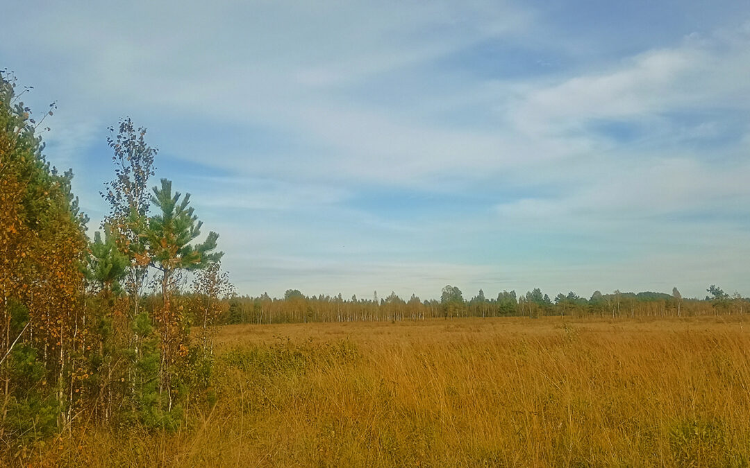 Biebrza Marshes