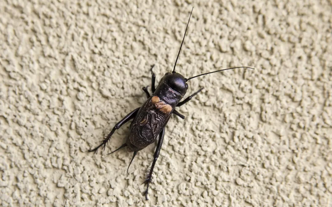 field cricket (European campestris)