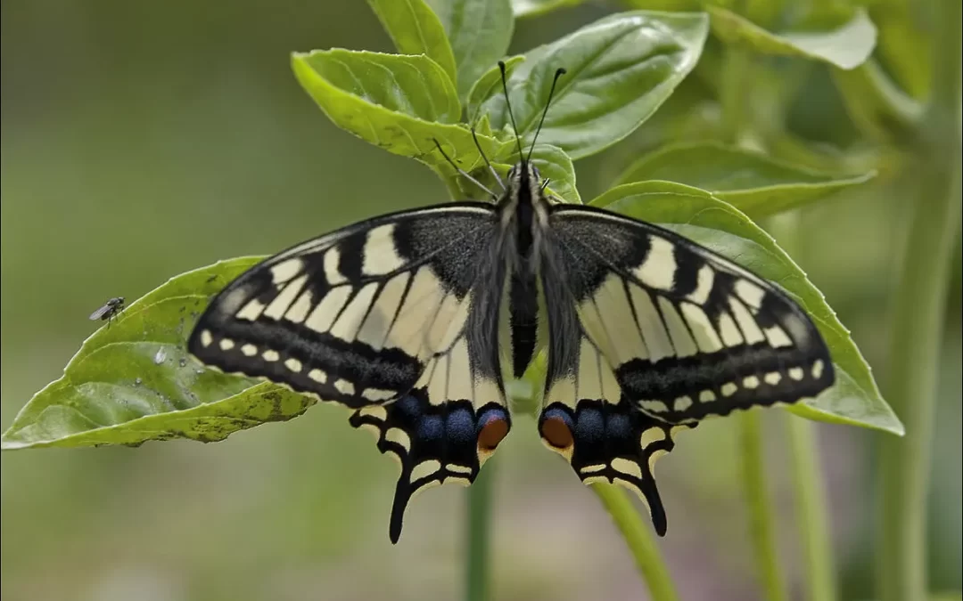 New photos of famous butterflies