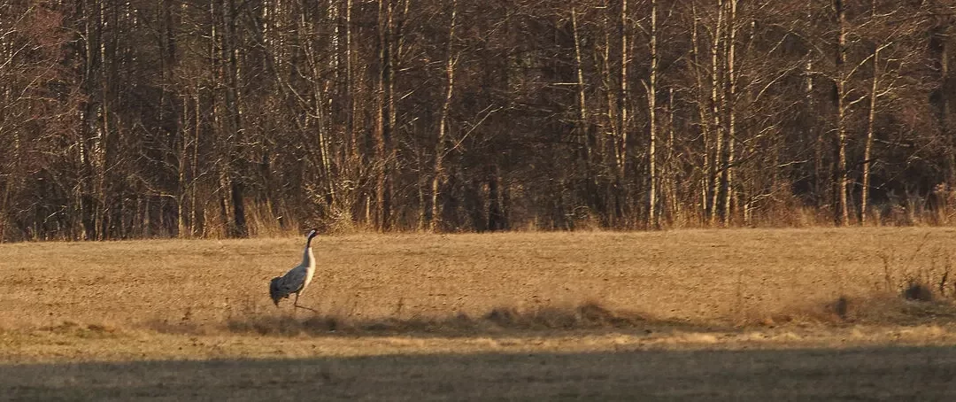 crane on the meadow