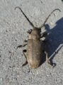 great capricorn beetle(Cerambyx cerdo)