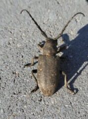 great capricorn beetle(Cerambyx cerdo)