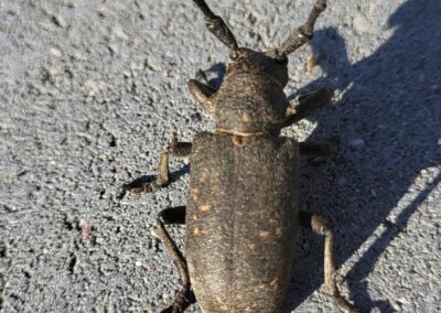 great capricorn beetle(Cerambyx cerdo)
