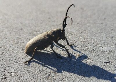 Great capricorn beetle