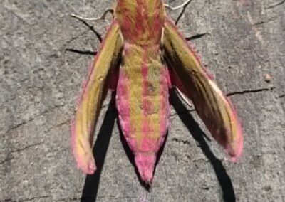 Deilephila elpenor
