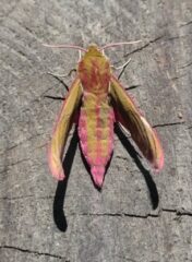 Deilephila elpenor