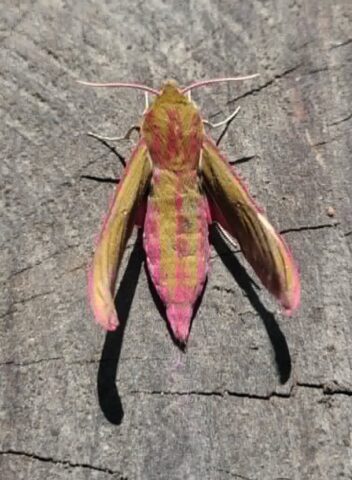Deilephila elpenor